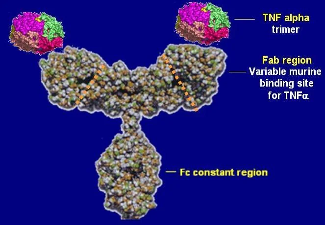 인플릭시맙(Infliximab) — 레미케이드의 활성 성분 분자 구조
